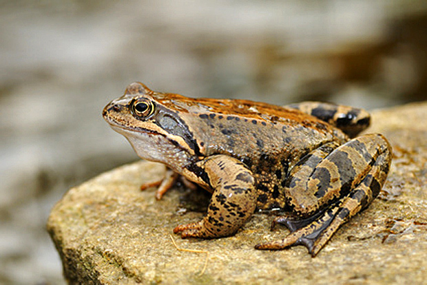 Springfrosch - © Karin Jähne - Fotolia.com