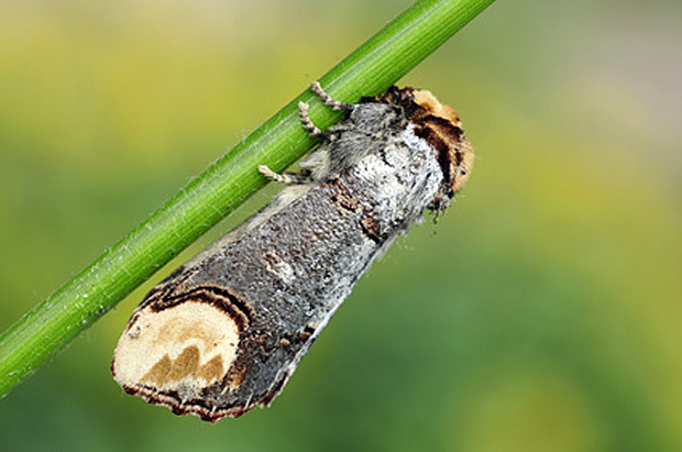 Mondvogel - © M.R. Swadzba - Fotolia.com