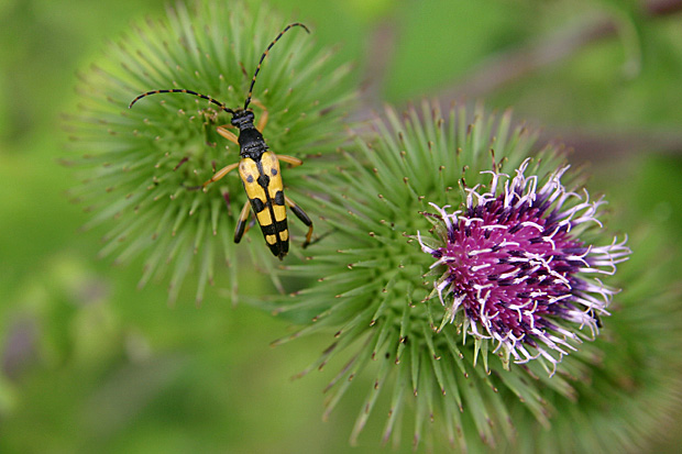 Gefleckter Schmalbock auf einer Distel Foto: © Martina Berg 