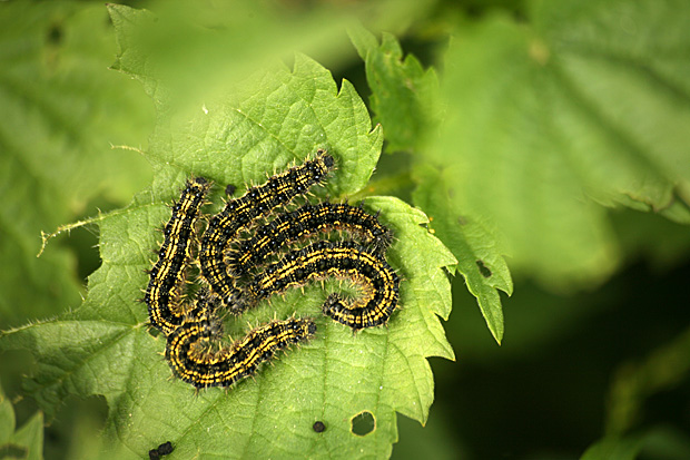 Raupen des Kleinen Fuchses (Nymphalis, urticae) - Foto: © Martina Berg 