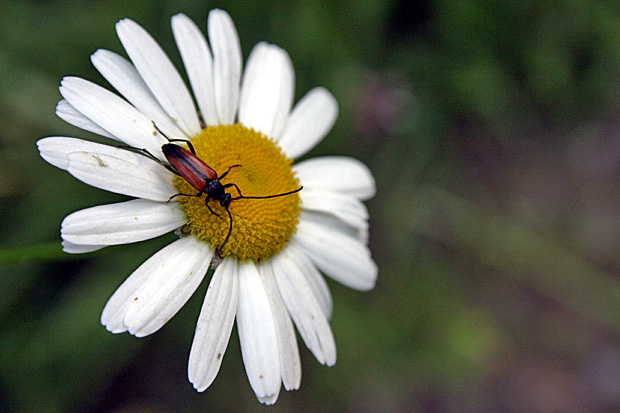 Kleiner Schmalbock auf einer Margerite (Stenurella melanura) Foto: © Martina Berg 