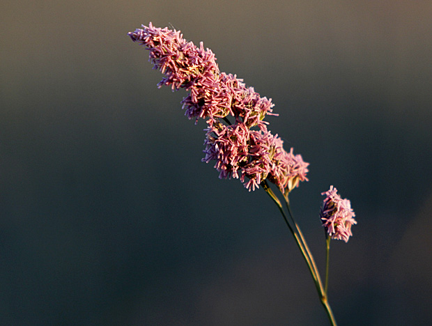 Blühendes Knäuelgras - Foto: © Martina Berg 