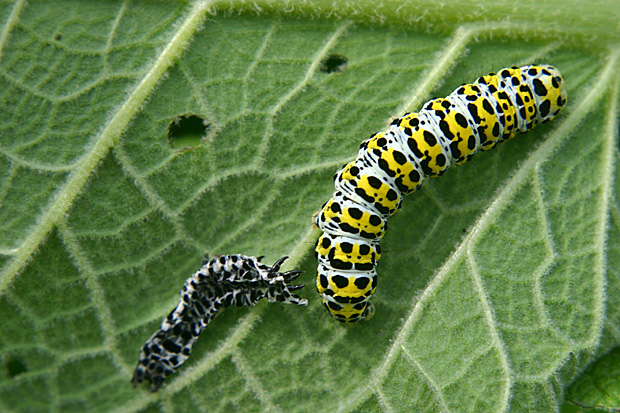 Raupe des Königskerzenmönchs mit abgestreifter Haut - Foto: © Martina Berg 