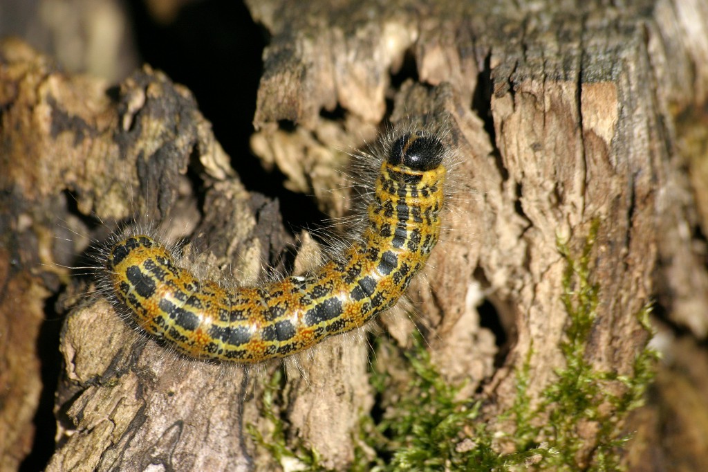 Mondvogel-Raupe auf Baumstumpf - Foto: © Martina Berg 