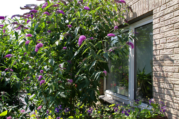 Schmetterlingsflieder vorm Fenster meines Büros