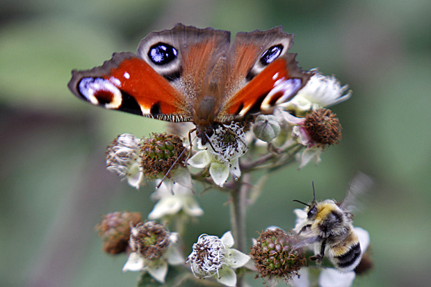 Tagpfauenauge und Erdhummel auf Brombeere - Foto: © Martina Berg 