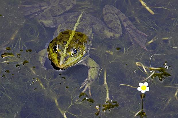 Teichfrosch - Foto: © Martina Berg 