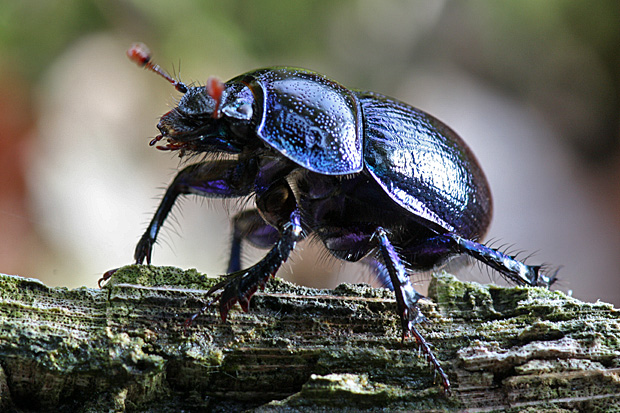 Waldmistkäfer (Anoplotrupes stercorosus) - Foto: © Martina Berg 