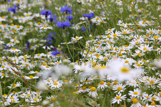 Kamille und Kornblumen - Foto: © Martina Berg 