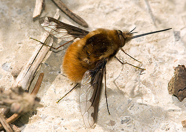 1024px-Grosser_Wollschweber_Bombylius_major