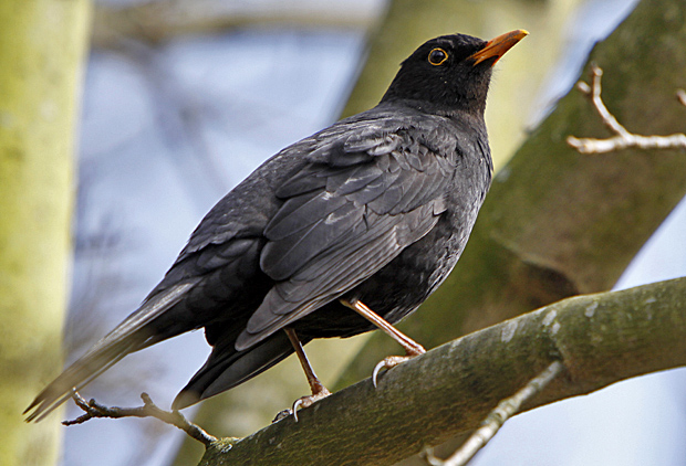 Amsel - Foto: © Martina Berg 