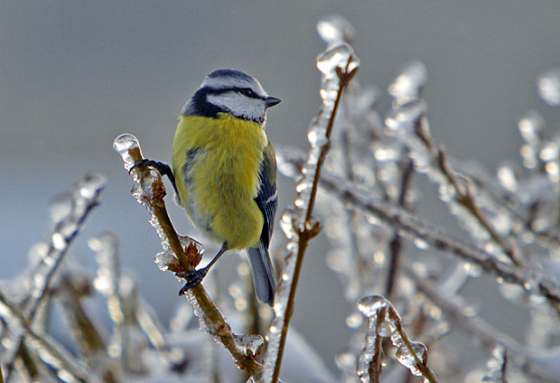 Blaumeise - Foto: © Martina Berg 