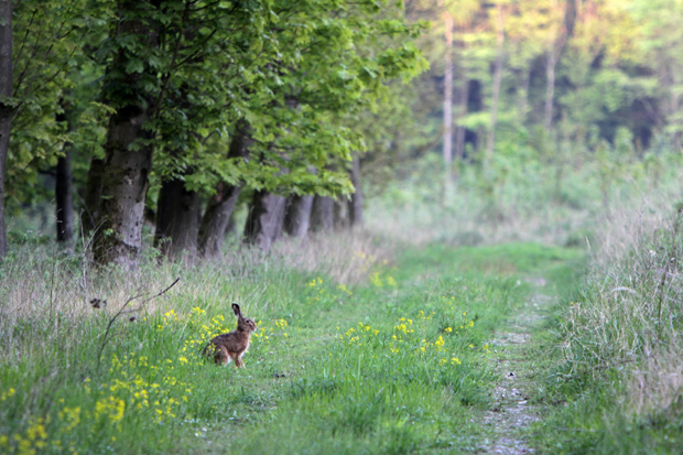 Feldhase am Waldrand - Foto: © Martina Berg 