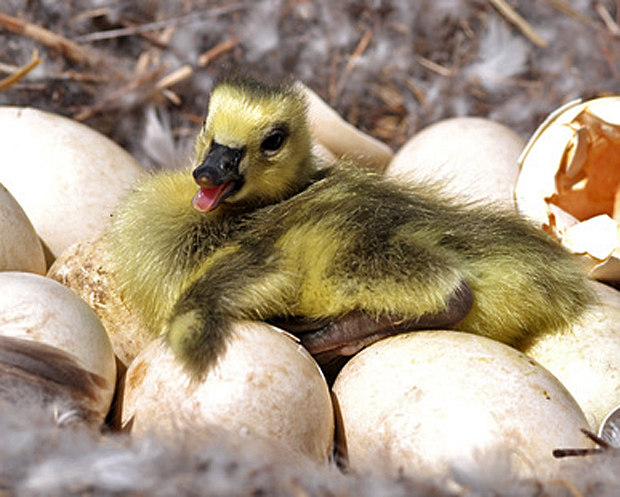 Single Gosling on Top of Ten Eggs