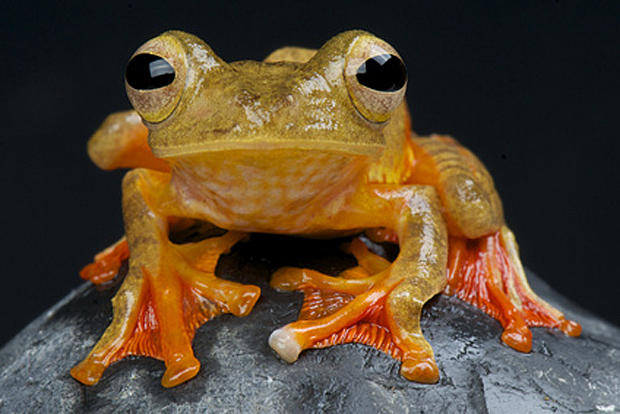 Rhacophorus pardalis, ein schon länger bekannter Flugfrosch - © mgkuijpers - Fotolia.com