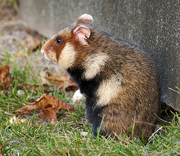 Stark gefährdet: der Feldhamster - Foto: © Elgreco111 - Fotolia.com