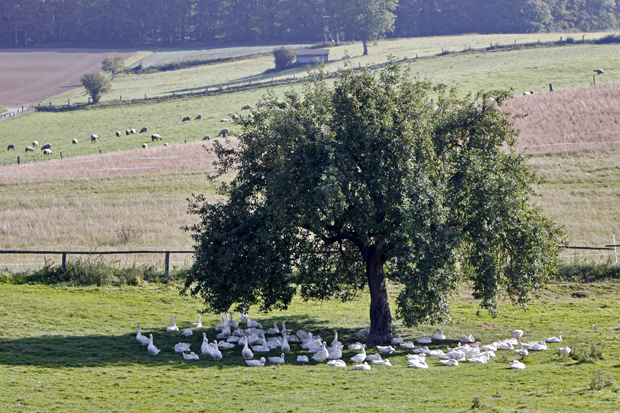 Gänse im Baumschatten auf einer Wiese - Foto: © Martina Berg 