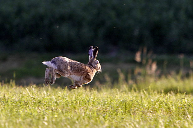 Fliehender Hase - Foto: © Martina Berg 