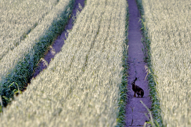 Suchbild: Spur in einem Kornfeld mit Hasen - Foto: © Martina Berg 