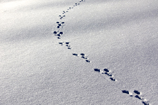 Hasenspur im Schnee - Foto: © Martina Berg 