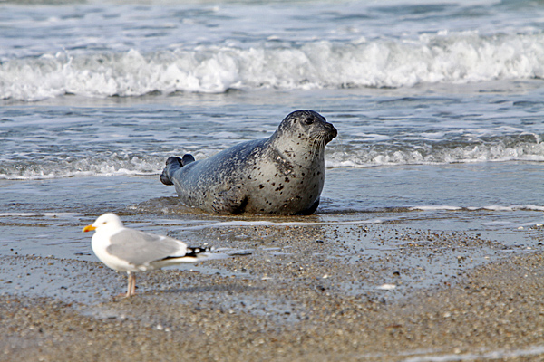 Kogelrobb und Möwe am Strand - Foto: © Martina Berg 