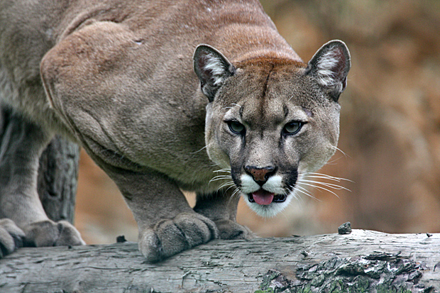 Puma - Foto: © Martina Berg