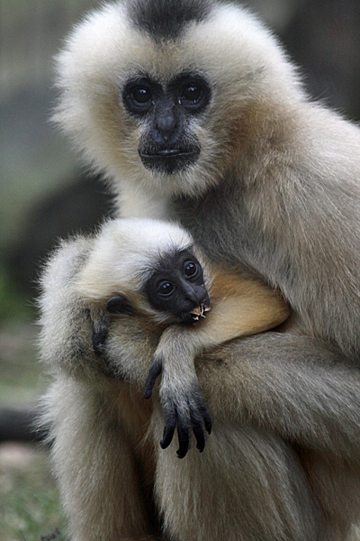 Gelbwangen-Schopfgibbons (Nomascus, gabriellae) - Foto: © Martina Berg 