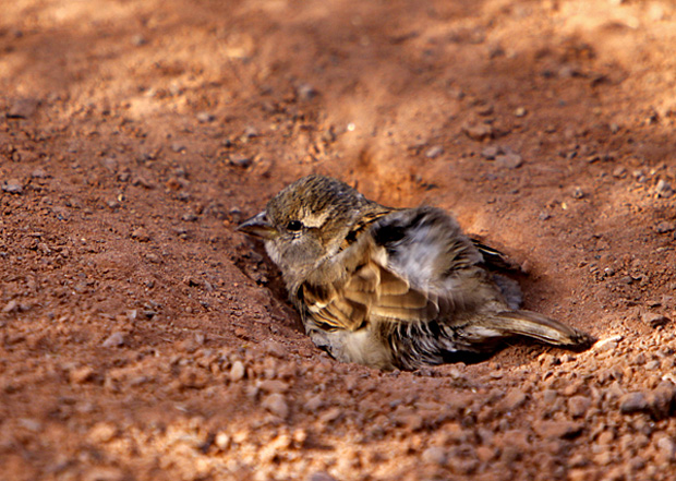 Feldsperling beim Sandbad - Foto: © Martina Berg 