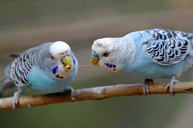 Gleiches Gefieder, unterschiedliche Wachshaut: links das Weibchen, rechts das Männchen - Foto: © Martina Berg 