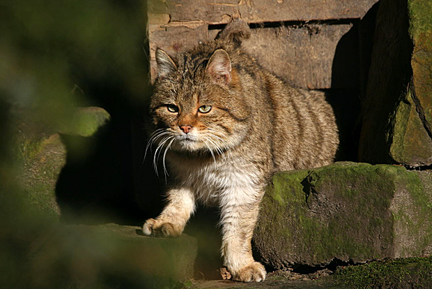 Wildkatze - Foto: © Martina Berg 