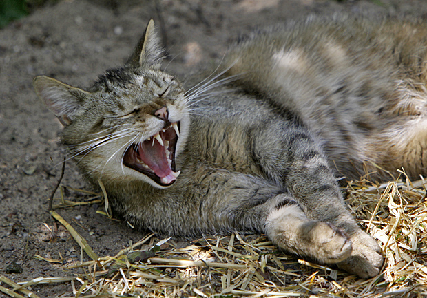 Gähnende Wildkatze - Foto: © Martina Berg 