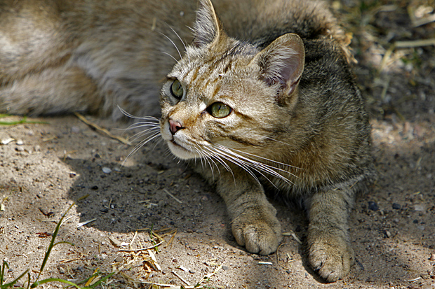 Aufmerksame Wildkatze - Foto: © Martina Berg 