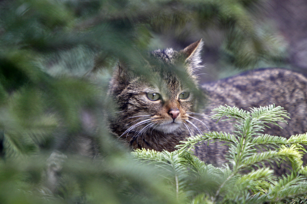 Ein heimlicher Waldbewohner - die Wildkatze - Foto: © Martina Berg 