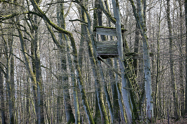 Hochsitz im Wald - Foto: © Martina Berg 