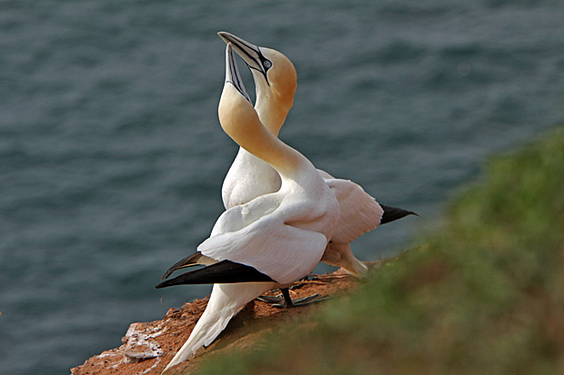 Basstölpel am Vogelfelsen auf Helgoland