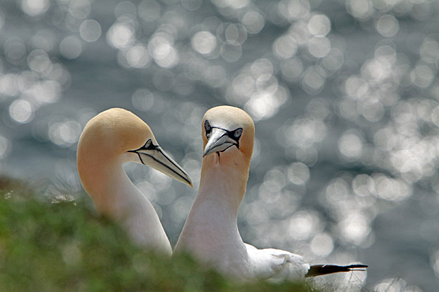 Basstölpel am Vogelfelsen auf Helgoland