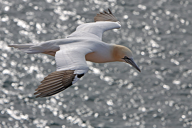 Basstölpel am Vogelfelsen auf Helgoland