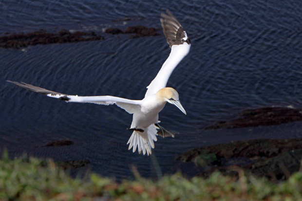 Basstölpel am Vogelfelsen auf Helgoland