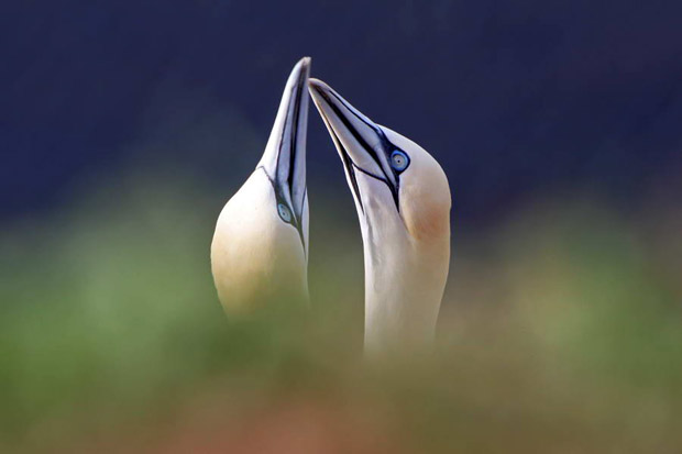 Basstölpel am Vogelfelsen auf Helgoland