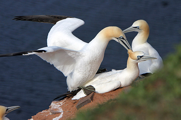 Basstölpel am Vogelfelsen auf Helgoland