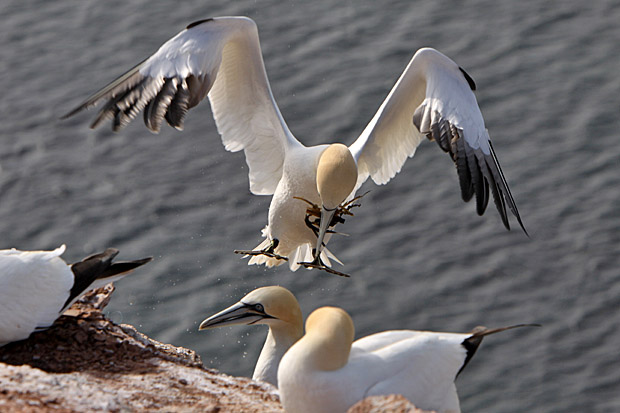 Basstölpel am Vogelfelsen auf Helgoland