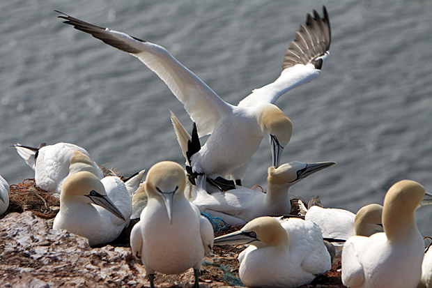 Basstölpel am Vogelfelsen auf Helgoland