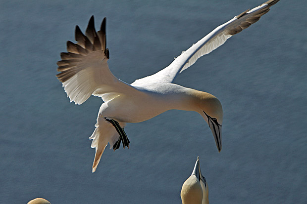 Basstölpel am Vogelfelsen auf Helgoland