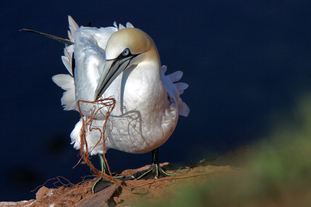 Basstölpel am Vogelfelsen auf Helgoland