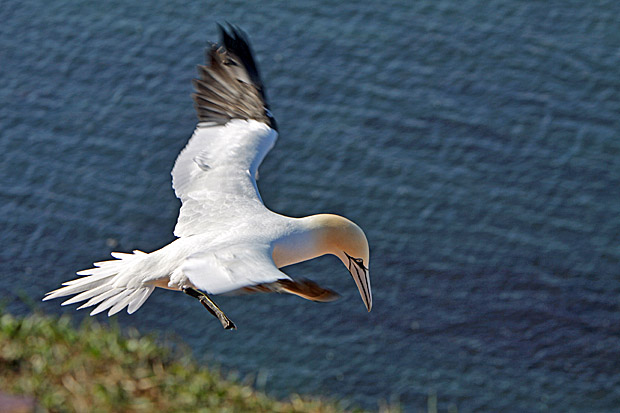 Basstölpel am Vogelfelsen auf Helgoland