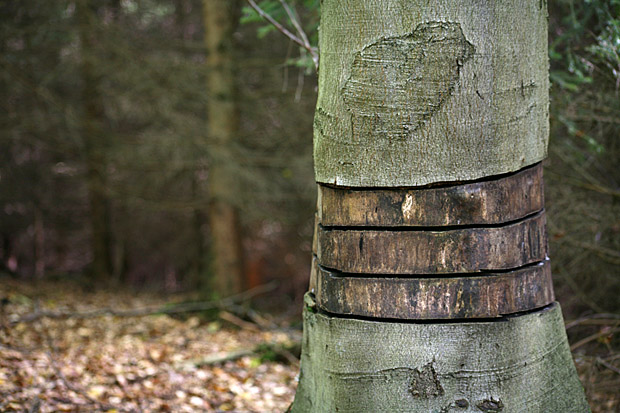 Dieser Baum wird nicht mehr lange leben - Foto: © Martina Berg 