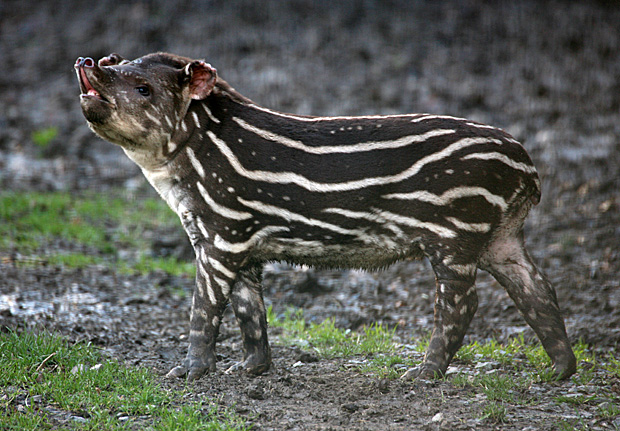 Flachlandtapir - Foto: © Martina Berg 