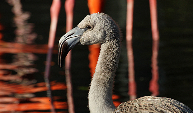 Junger Flamingo - Foto: © Martina Berg 