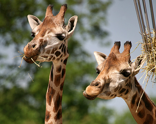 Netzgiraffen am Futterkorb - Foto: © Martina Berg 