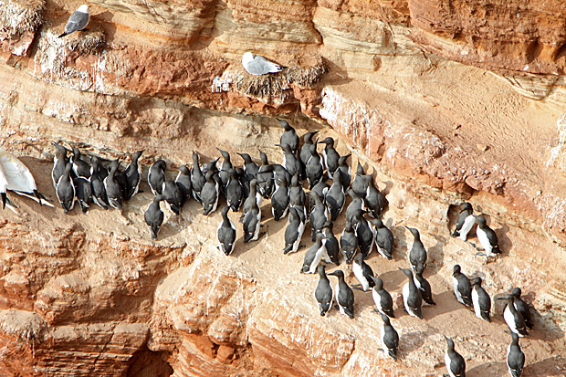 Trottellummen auf Helgoland